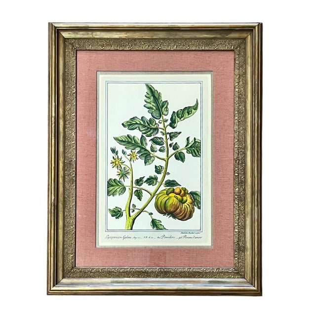 Pair custom framed reproduction giclee prints of 18th century colored botanical engravings. Each print is very brightly...