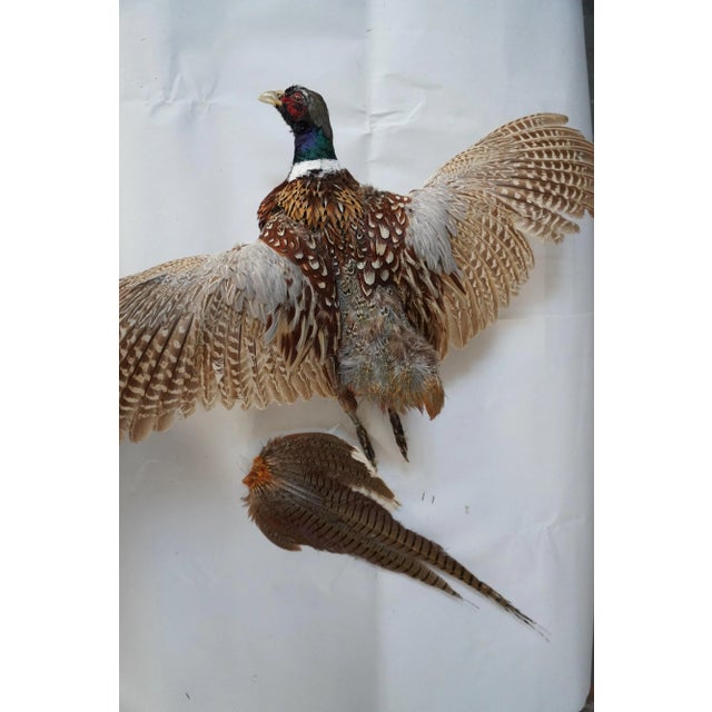 English Taxidermy Flying Pheasant For Sale - Image 3 of 6