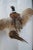 English Taxidermy Flying Pheasant For Sale - Image 3 of 6