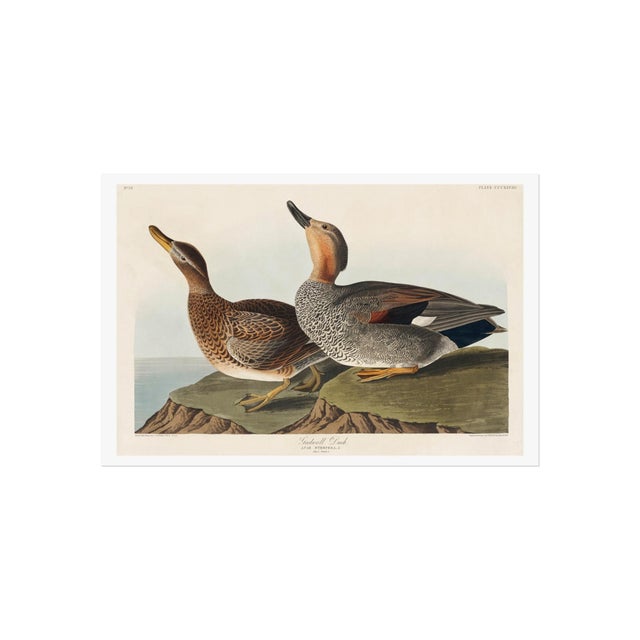 Vintage waterfowl artwork reproduced from Birds of America (1827) by John James Audubon and refined for modern printing....