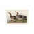 Vintage waterfowl artwork reproduced from Birds of America (1827) by John James Audubon and refined for modern printing....