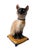 1960s 1960s Majolica Seal Point Cat Figurine For Sale - Image 5 of 5