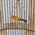 Large French Rococo Hand-Painted Porcelain Bird Cage With Original Floral Tray & Bird For Sale - Image 15 of 17
