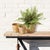 Kenneth Ludwig Chicago Boston Fern Drop-In 12" For Sale - Image 4 of 4