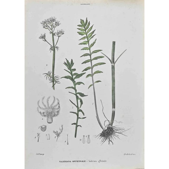 Vincenzo Tenore, Valerian Officinale, Lithograph, 1870s For Sale