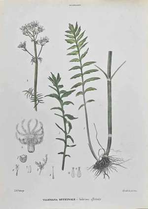 Vincenzo Tenore, Valerian Officinale, Lithograph, 1870s
