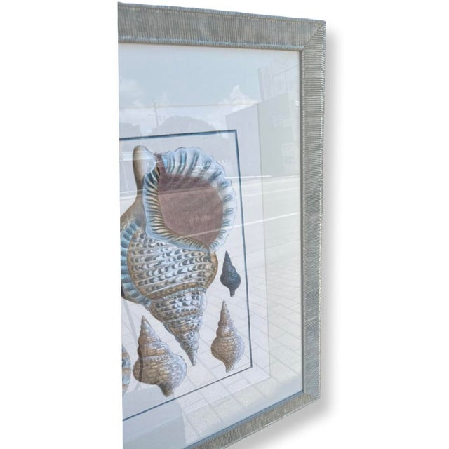 Great Vintage French Paper Print of Shells in wonderful tones of blue and turquoise Framed in Silver wood and glass...