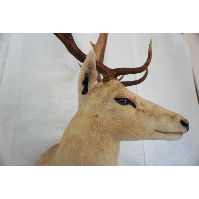 Animal Skin Leucistic Fallow Deer Head Bust Mount For Sale - Image 7 of 18