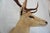 Animal Skin Leucistic Fallow Deer Head Bust Mount For Sale - Image 7 of 18