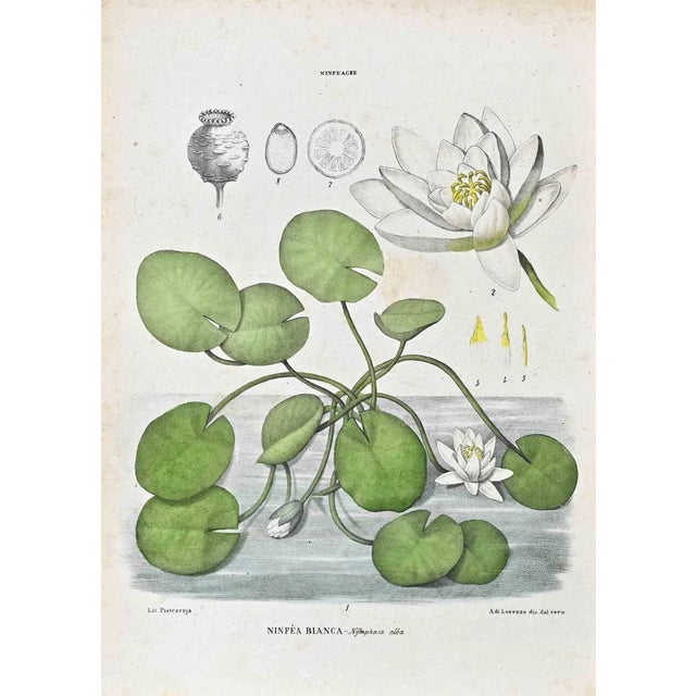 Vincenzo Tenore, The Water Lilies, Lithograph, 1870s For Sale