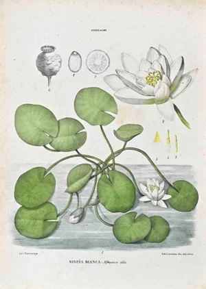 Vincenzo Tenore, The Water Lilies, Lithograph, 1870s