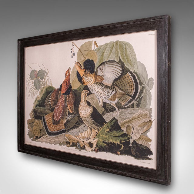 English Vintage Ruffed Grouse Picture, English, Framed Print, Jj Audubon, Wildlife Art For Sale - Image 3 of 10