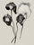 A sophisticated set of eight black-and-white botanical photographic prints featuring delicate flowers, seed heads, pods,...