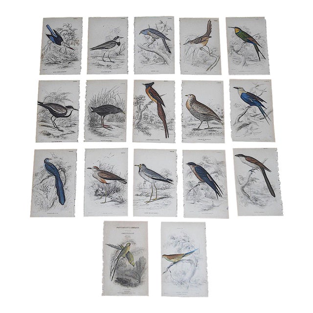 Antique 19th Century Hand-Colored Engravings - Tropical Birds - Set of 17 For Sale