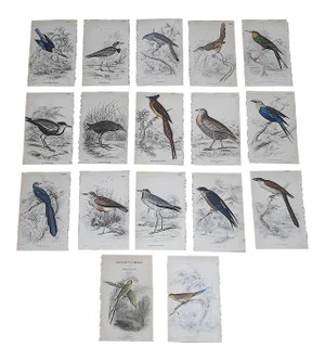 Antique 19th Century Hand-Colored Engravings - Tropical Birds - Set of 17