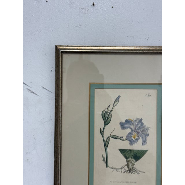 Blue William Curtis "Chinese Iris" Botanical Print, Framed For Sale - Image 8 of 12