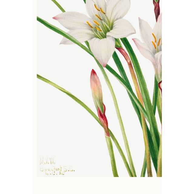 White Atamasco Lily, Vintage Botanical Art Print Reproduction by Mary Vaux Walcott, 40" X 60" For Sale - Image 8 of 9