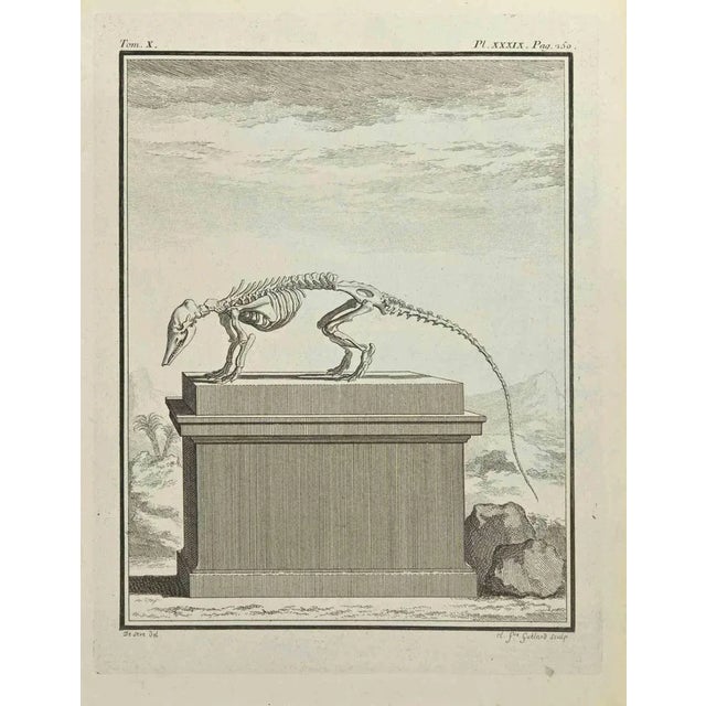 Skeleton is an etching realized by Carl Guttenberg in 1771. The artwork Belongs to the suite "Natural, general and...