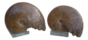 Orange Ammonite Fossils - A Pair