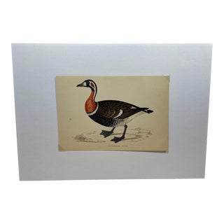 Antique Hand Tinted Bird Print From England Featuring a Red Breasted Goose - Circa 1880 For Sale