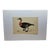 Antique Hand Tinted Bird Print From England Featuring a Red Breasted Goose - Circa 1880 For Sale