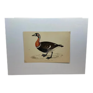 Antique Hand Tinted Bird Print From England Featuring a Red Breasted Goose - Circa 1880