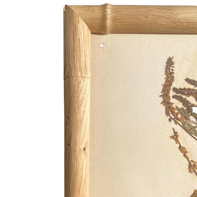 Wood Antique Herbarium Botanicals, 1897 — Set of 10 For Sale - Image 7 of 17