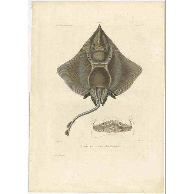Arctic Skate or Gaimards Ray, Hand-Colored Lithograph, 1840s-1850s For Sale - Image 3 of 10