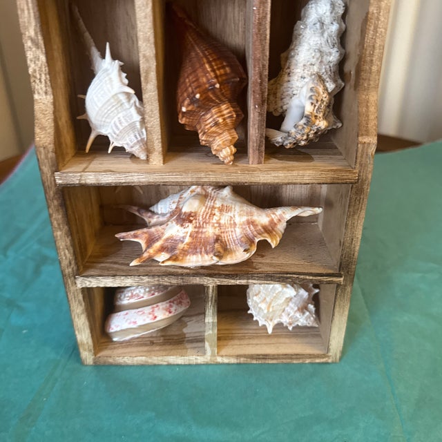 Vintage Wooden Shadow Box Display With Collected Seashells For Sale - Image 4 of 12