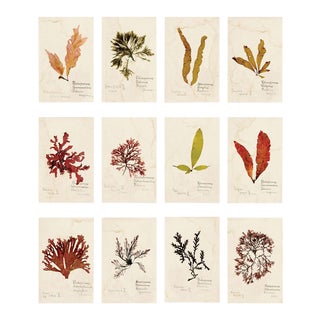 Capistrano Seaweed, Small, Unframed Artwork - Set Of 12 For Sale