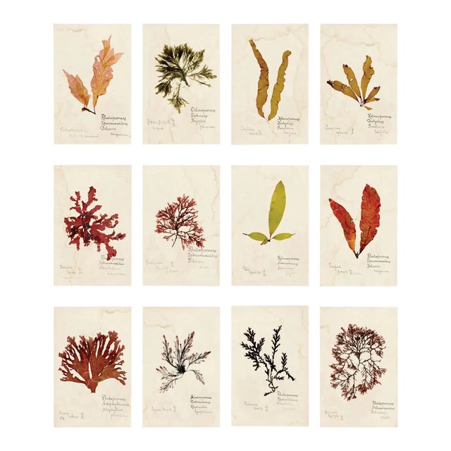 Capistrano Seaweed, Small, Unframed Artwork - Set Of 12 For Sale