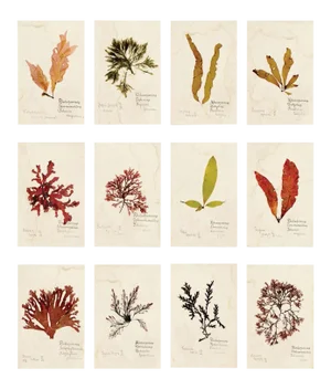 Capistrano Seaweed, Small, Unframed Artwork - Set Of 12