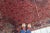 1920s, Antique Persian Bidjar Handmade Rug 7.5' X 10.11' For Sale - Image 4 of 15