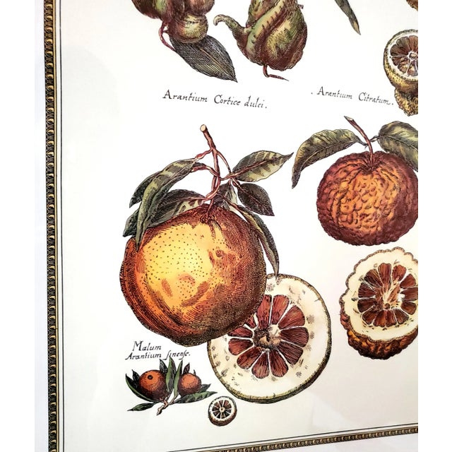 Prints Framed Botanical For Sale - Image 14 of 14