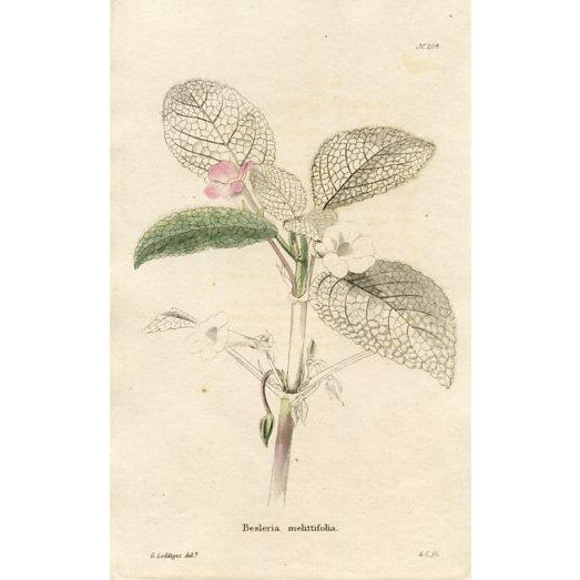 1820s, the Botanical Cabinet, Set of 6 Antique Botanical Prints, Engravings, Hand Colored, England For Sale - Image 4 of 8