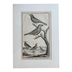Antique Martinet Bird Print: Crossbill, Wryneck, Lark, Rail, ca. 1751-72, Matted