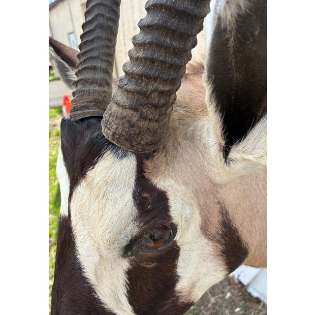 Huge African Gemsbok Oryx Antelope Shoulder Mount Taxidermy South Africa For Sale - Image 4 of 17