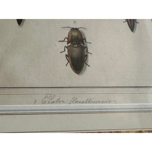 Antique Natural History Entomology Butterfly & Beetle Art Prints Set of Three For Sale - Image 12 of 15