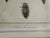 Antique Natural History Entomology Butterfly & Beetle Art Prints Set of Three For Sale - Image 12 of 15