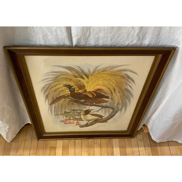 1980s Framed Lithograph Paradisea Minor by J.Smit.lith For Sale - Image 5 of 13