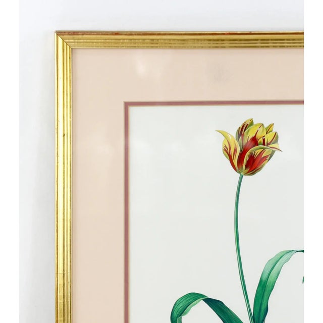 Tulip (scientific name: Tulipa gesneriana) is a cultivated species of the genus Tulip in the lily family. It is a...