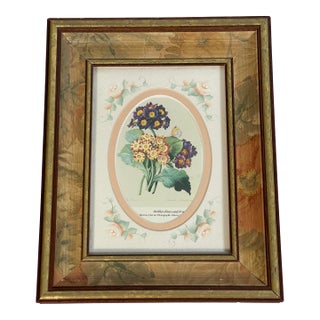 1970s Small Vintage Botanical Primula Chromolithograph in Handpainted Frame For Sale