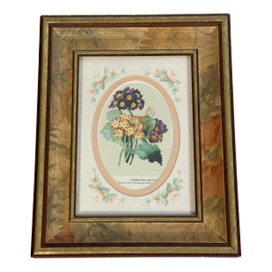 1970s Small Vintage Botanical Primula Chromolithograph in Handpainted Frame