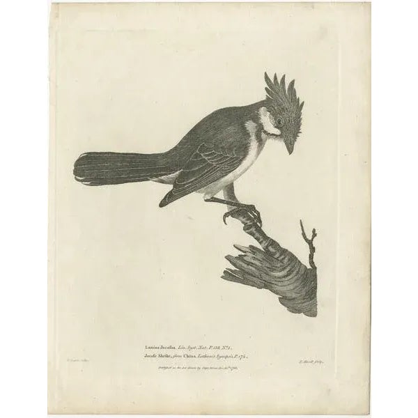 An old engraving depicting the red-whiskered bulbul, also known by the scientific name Pycnonotus Jocosus. This bird...