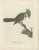 An old engraving depicting the red-whiskered bulbul, also known by the scientific name Pycnonotus Jocosus. This bird...