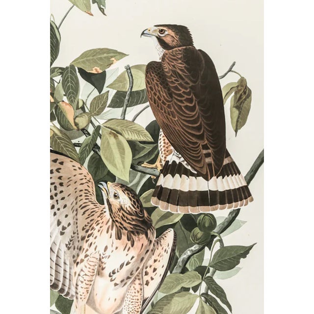 John James Audubon The Abbeville Press Edition of the Broad-Winged Hawk (Plate 91) From the Birds of America by John James Audubon For Sale - Image 4 of 6