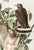 John James Audubon The Abbeville Press Edition of the Broad-Winged Hawk (Plate 91) From the Birds of America by John James Audubon For Sale - Image 4 of 6