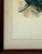 Paint Original 19th Century John Gould & h.c. Richter Hand-Colored Lithograph – Amydrus Tristrami For Sale - Image 7 of 13