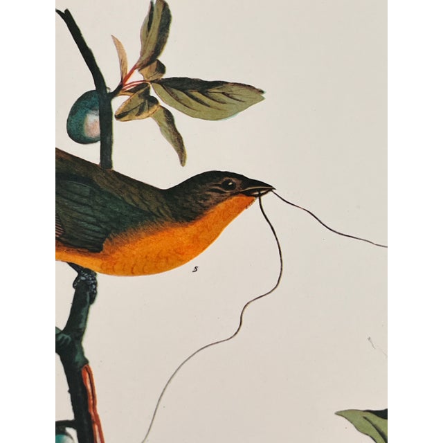 1960s 1964 Audubon Folio Lithograph Great Bird Paintings - "Painted Finch" 17x14 For Sale - Image 5 of 5