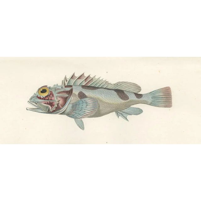 Mid 19th Century Museum-Quality Illustration of Pacific Fish, 1846, Paper For Sale - Image 5 of 12